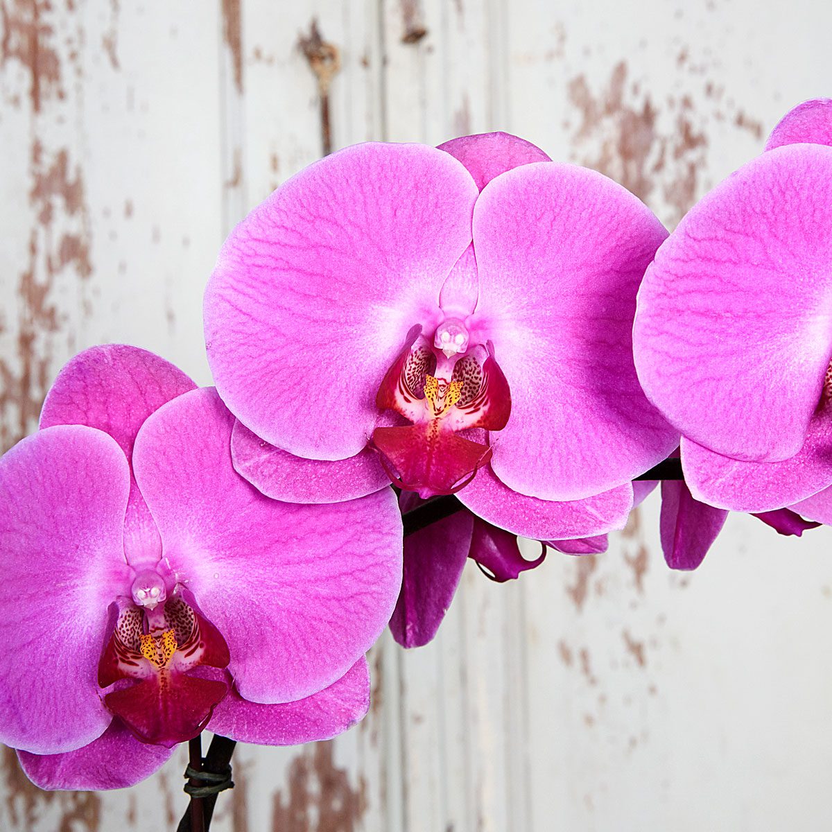 Potted Phalaenopsis Orchid - Pink / Purple - Floral Craftsman Matt Bisaro -  Floral Craftsman Matt Bisaro